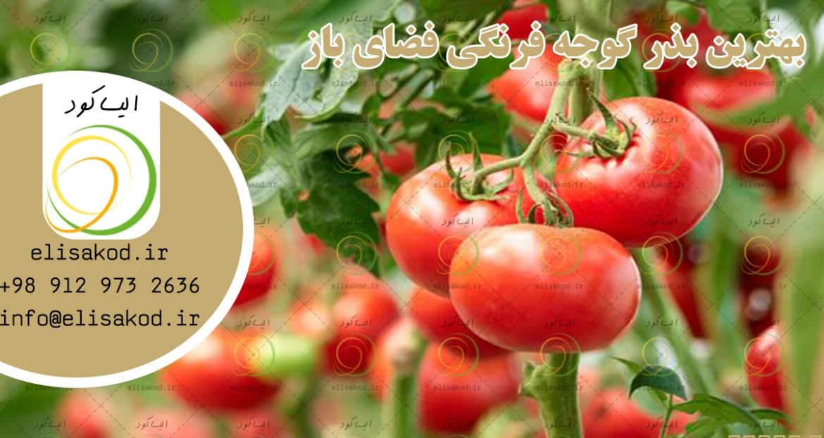بهترین بذر گوجه فرنگی فضای باز برای فصل زراعی شما | تضمین کیفیت و برداشت